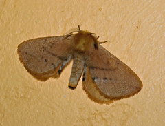 Stenoglene obtusa