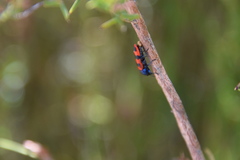 Castiarina crenata