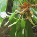 Alpinia arctiflora - Photo (c) coenobita,  זכויות יוצרים חלקיות (CC BY), הועלה על ידי coenobita