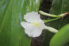 Alpinia arctiflora