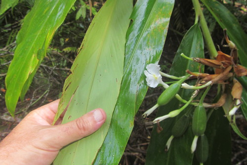 Pleated ginger (Alpinia arctiflora)