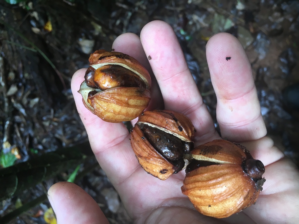 Aglaia australiensis
