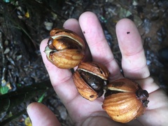 Aglaia australiensis