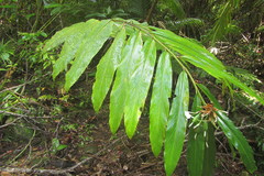 Alpinia arctiflora