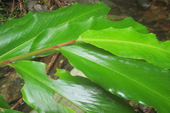 Alpinia arctiflora