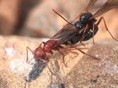 Formica aserva