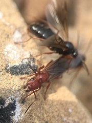 Formica aserva