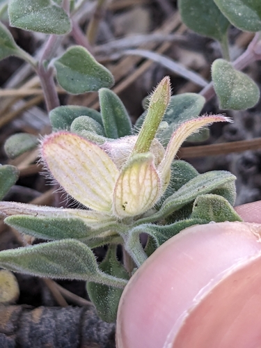 Image of Monardella nana by no rights reserved