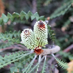 Banksia speciosa