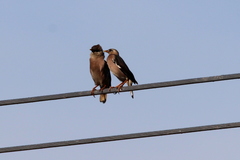 Acridotheres leucocephalus