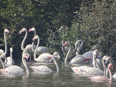 Phoenicopterus roseus