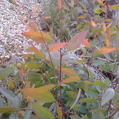 Eucalyptus microcarpa