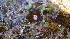 Tofieldia coccinea