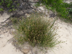 Cyperus laevigatus