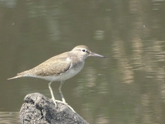 Actitis hypoleucos