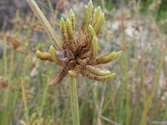 Cyperus laevigatus