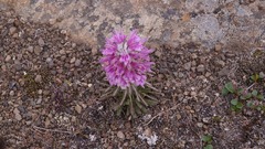 Pedicularis alopecuroides