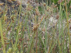 Cyperus laevigatus