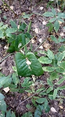 Cicerbita macrophylla uralensis