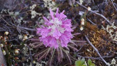 Pedicularis alopecuroides