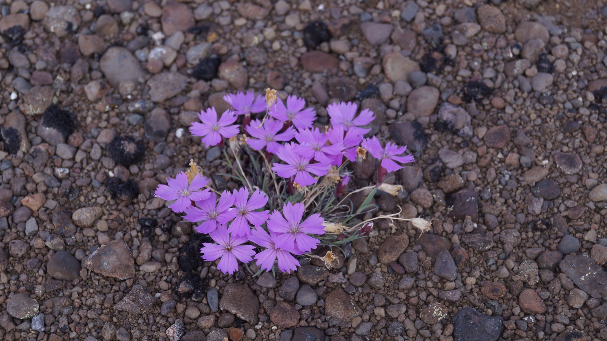 Dianthus repens
