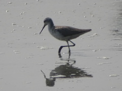 Himantopus himantopus