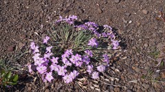 Dianthus repens