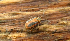 Galerucella calmariensis