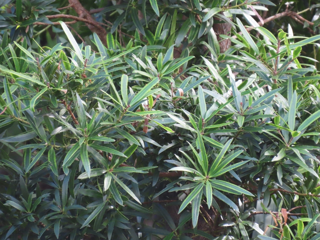 Podocarpus pallidus