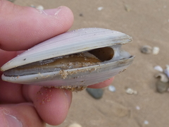 Latona deltoides