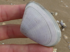 Latona deltoides