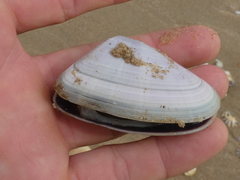 Latona deltoides
