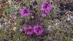Pedicularis amoena