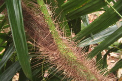Calamus australis