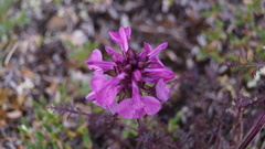 Pedicularis amoena