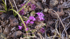 Thymus reverdattoanus