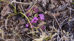 Thymus reverdattoanus