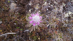 Pedicularis alopecuroides