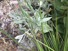 Helichrysum rudolfii