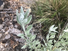 Helichrysum rudolfii