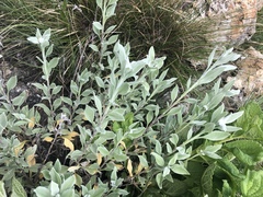 Helichrysum rudolfii