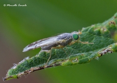 Acanthiophilus helianthi
