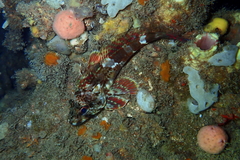 Bovichtus angustifrons