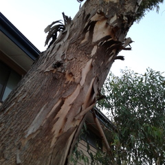 Eucalyptus microcarpa