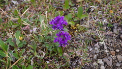 Oxytropis arctica