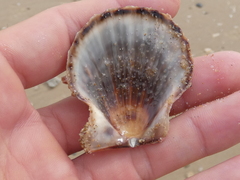 Scaeochlamys livida
