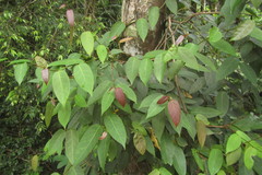 Ficus pantoniana