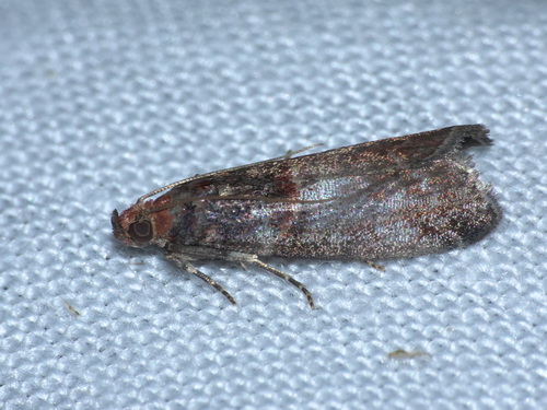 Acrobasis advenella