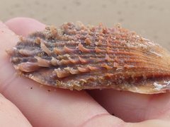 Scaeochlamys livida