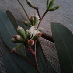 Eucalyptus microcarpa